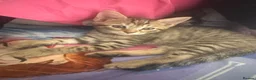 Mixed Breed cats for sale: Beautiful female  tabby needs a loving home  - Advert 1