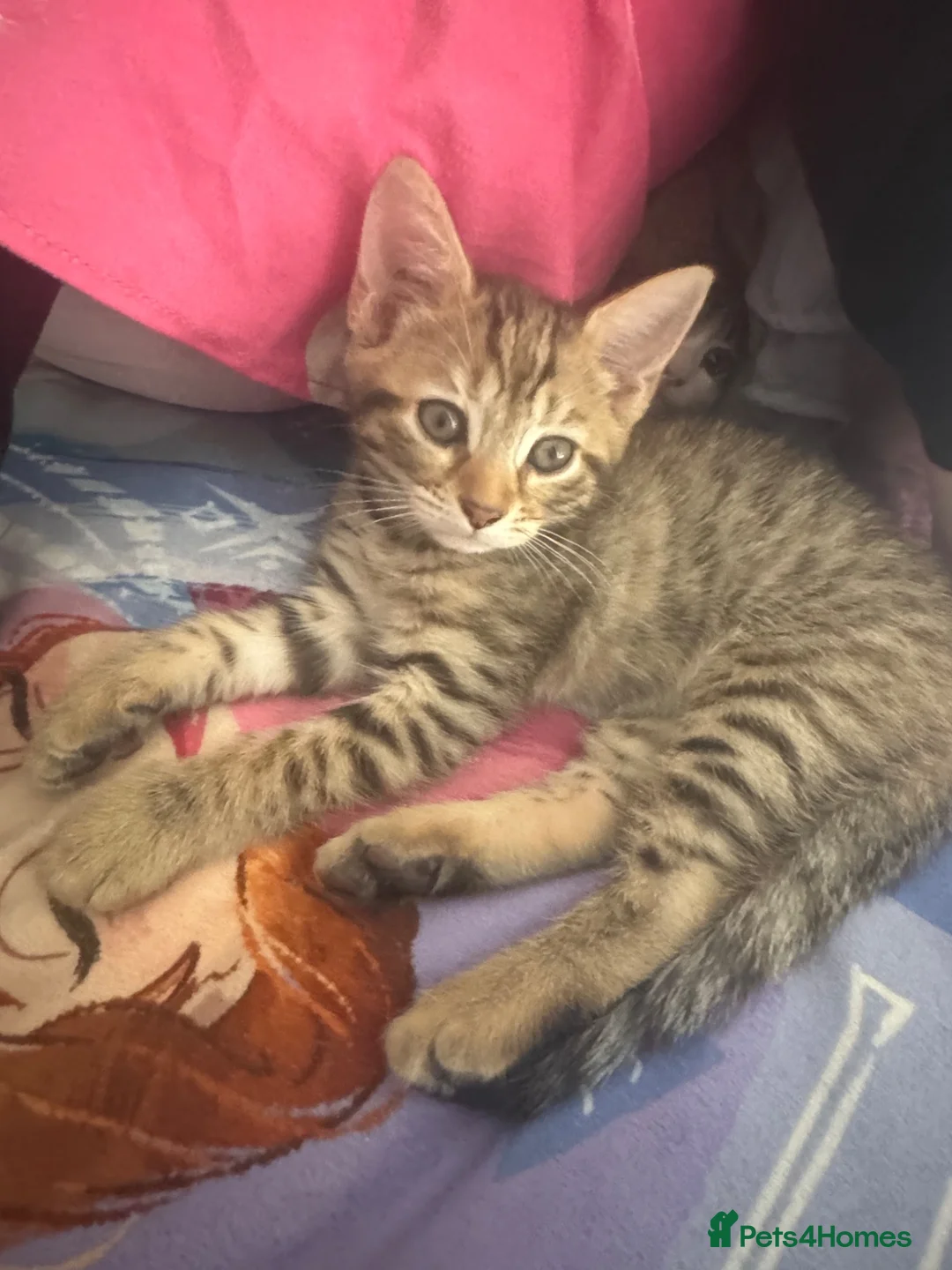 Mixed Breed cats for sale: Beautiful female  tabby needs a loving home  - Advert 1