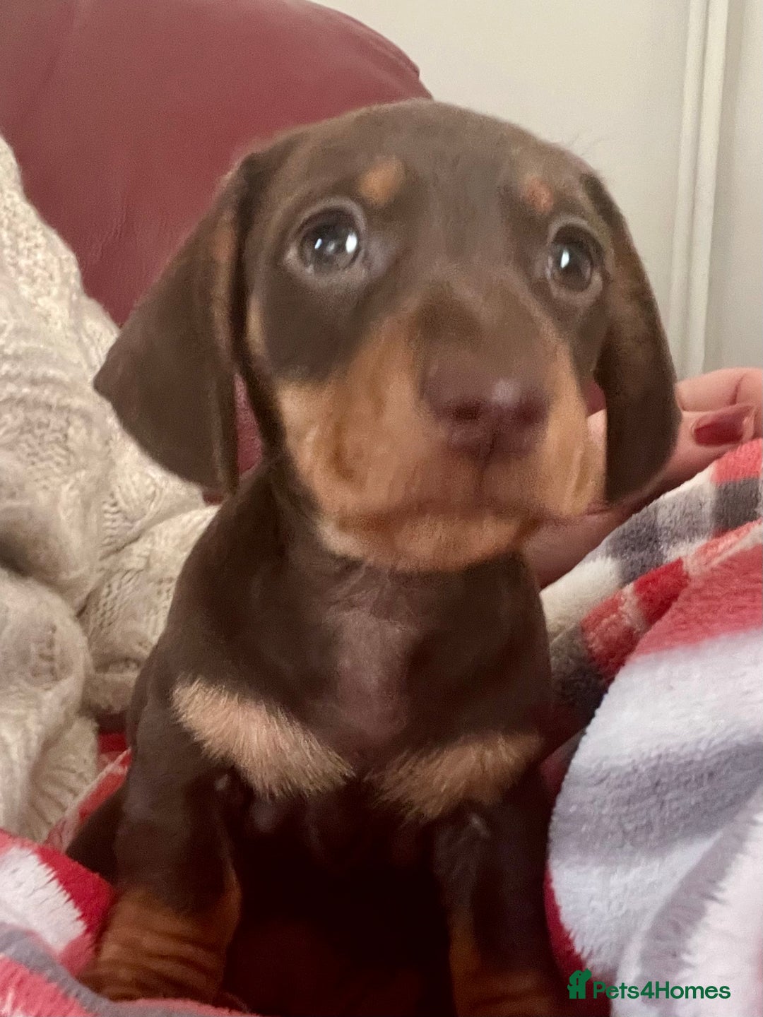 Miniature Dachshund dogs for sale: STUNNING MINI SMOOTH HAIR PRA CLEAR DACHSHUND PUPS - Advert 6