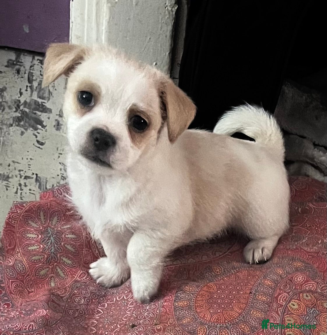 Mixed Breed dogs POMCHI X BABIES  - Advert 16