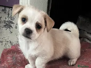 Mixed Breed dogs POMCHI X BABIES - Advert 16