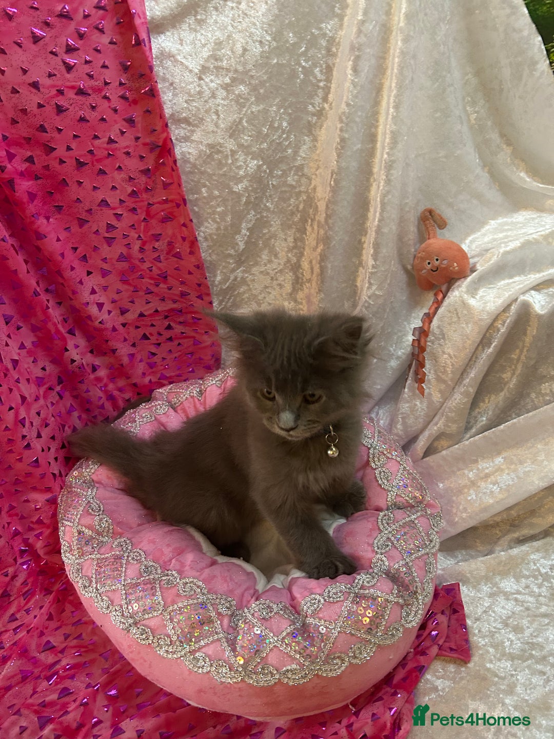Maine Coon cats for sale: Beautiful GCCF reg Mainecoon kittens available  - Image 28