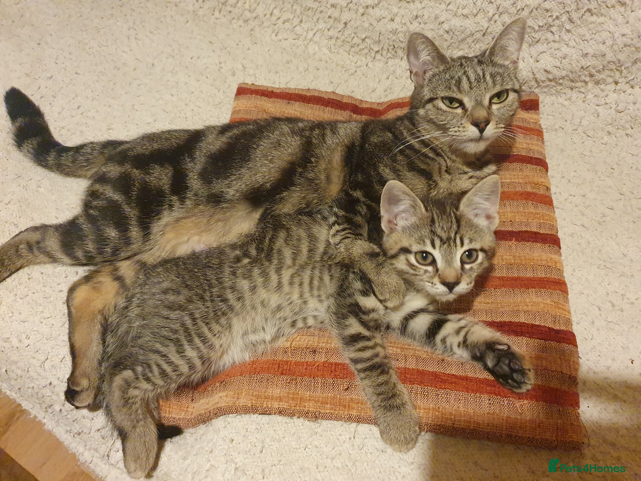 Mixed Breed cats Kitten for sale - Advert 3