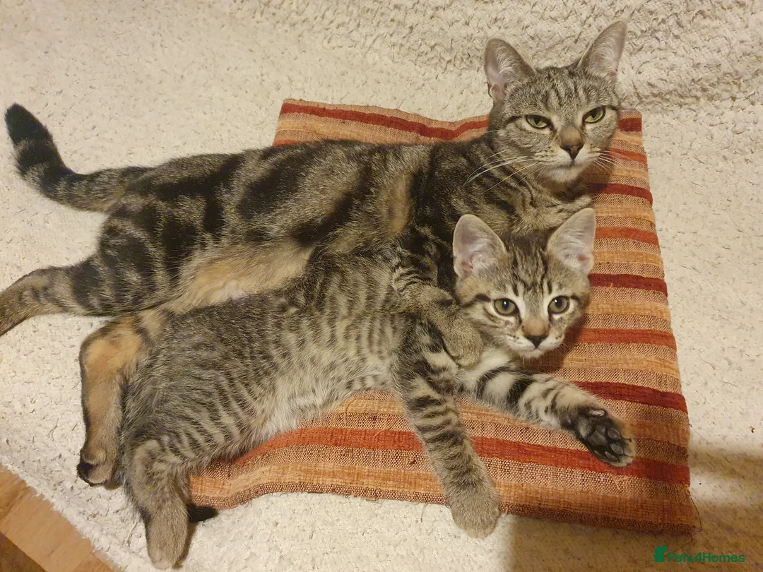 Mixed Breed cats for sale: Kitten for sale - Advert 1