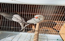 Ringnecks birds for sale: Silver Ringneck pairfor sale  - Image 5