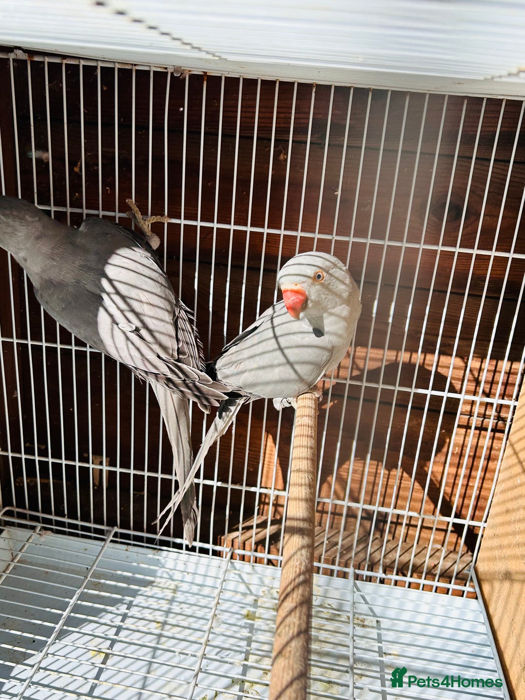 Ringnecks birds for sale: Silver Ringneck pairfor sale  - Image 5