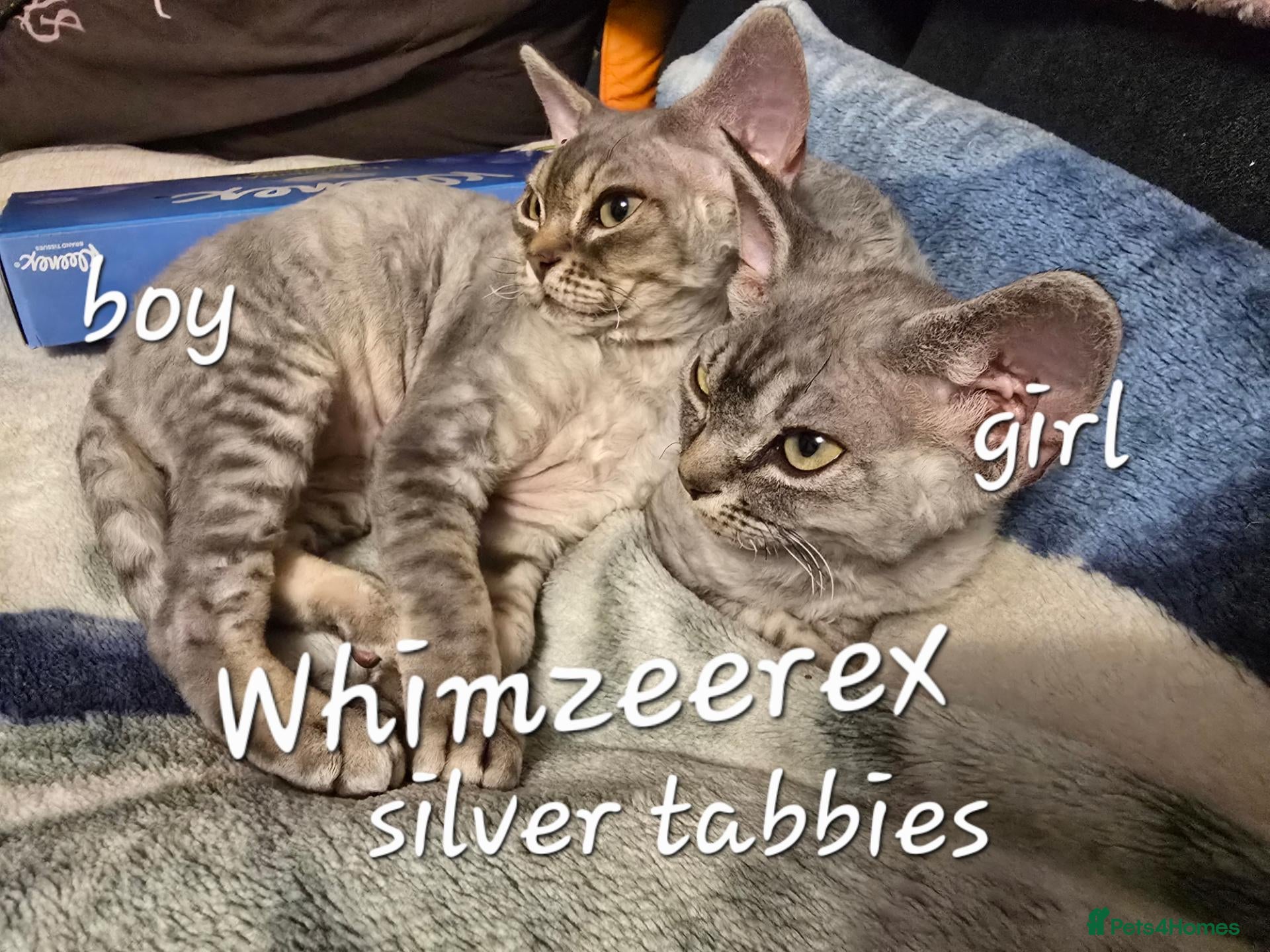 Devon Rex cats Morph and Nalia - Advert 3