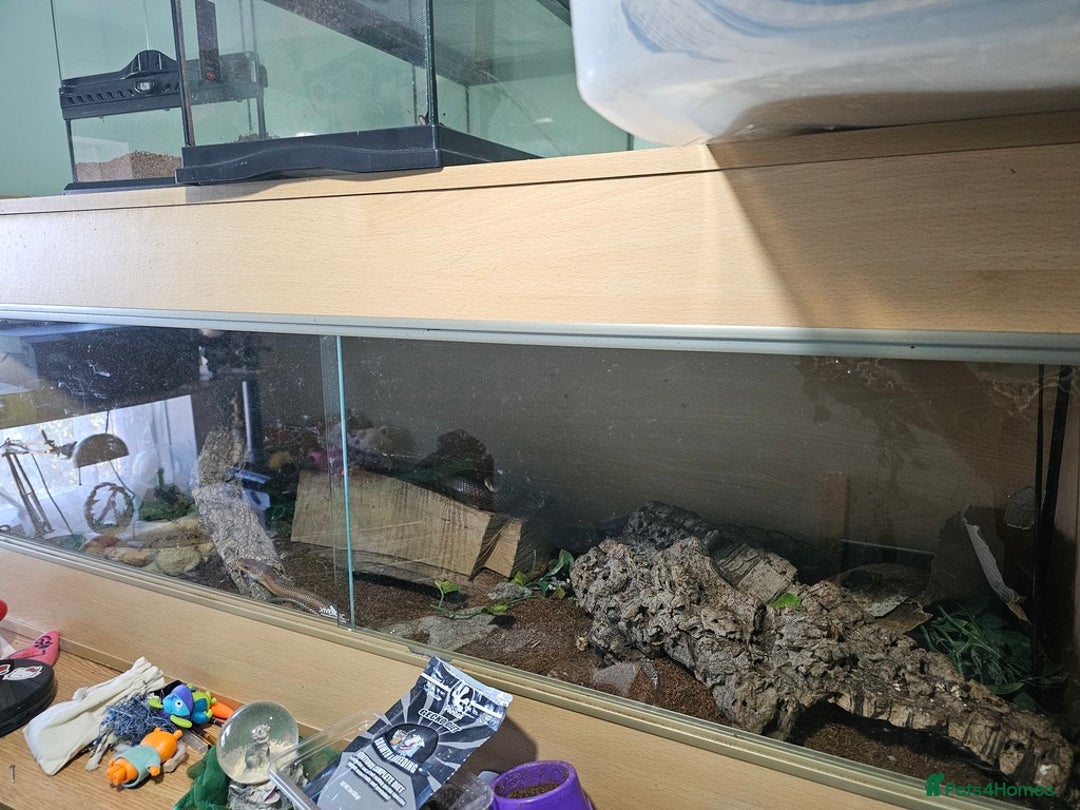 Rat Snake reptiles for sale: Mexican baird rat snakes  - Image 6