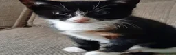 British Shorthair cats for sale: 2 kittens  in Diss - Advert 2