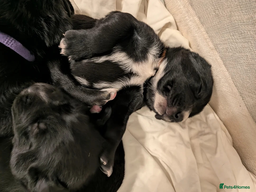 Mixed Breed dogs for sale: Golden Retriever X Greater Swiss Mountain Dog in North Shields - Advert 17