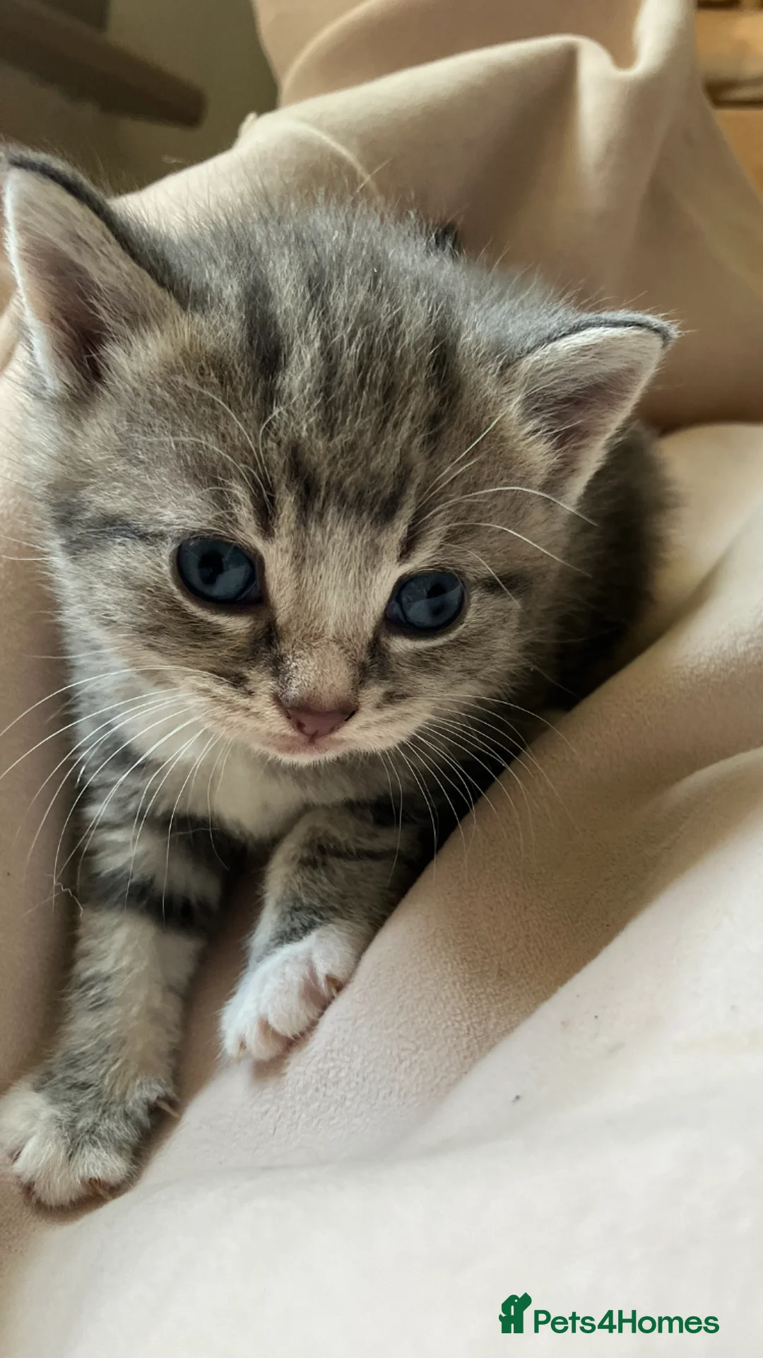 Mixed Breed cats for sale: Gorgeous litter of tabby kittens  in Stroud - Advert 9