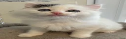 Ragdoll cats for sale: Beautiful Ragdoll kittens - Advert 16