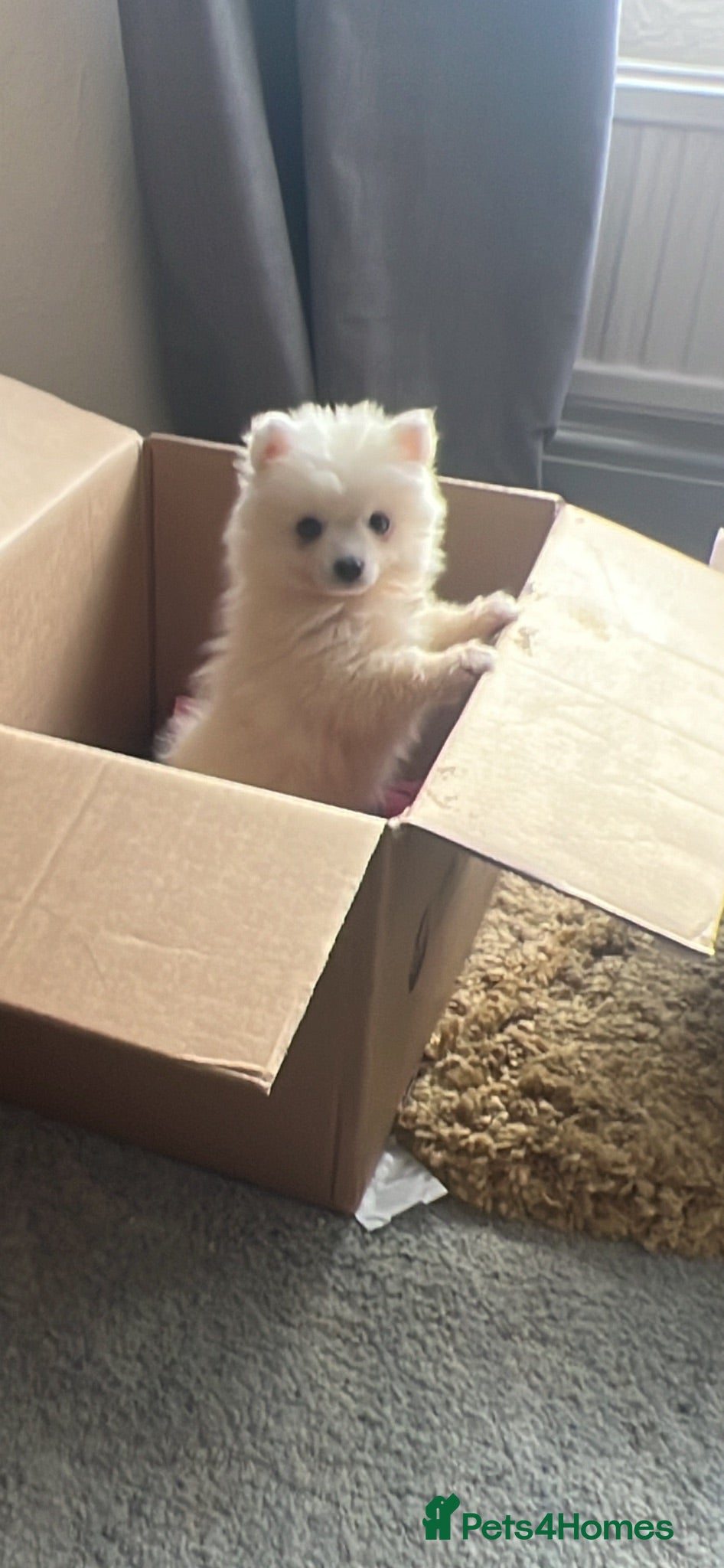 Pomsky dogs Pomsky puppies  - Advert 13