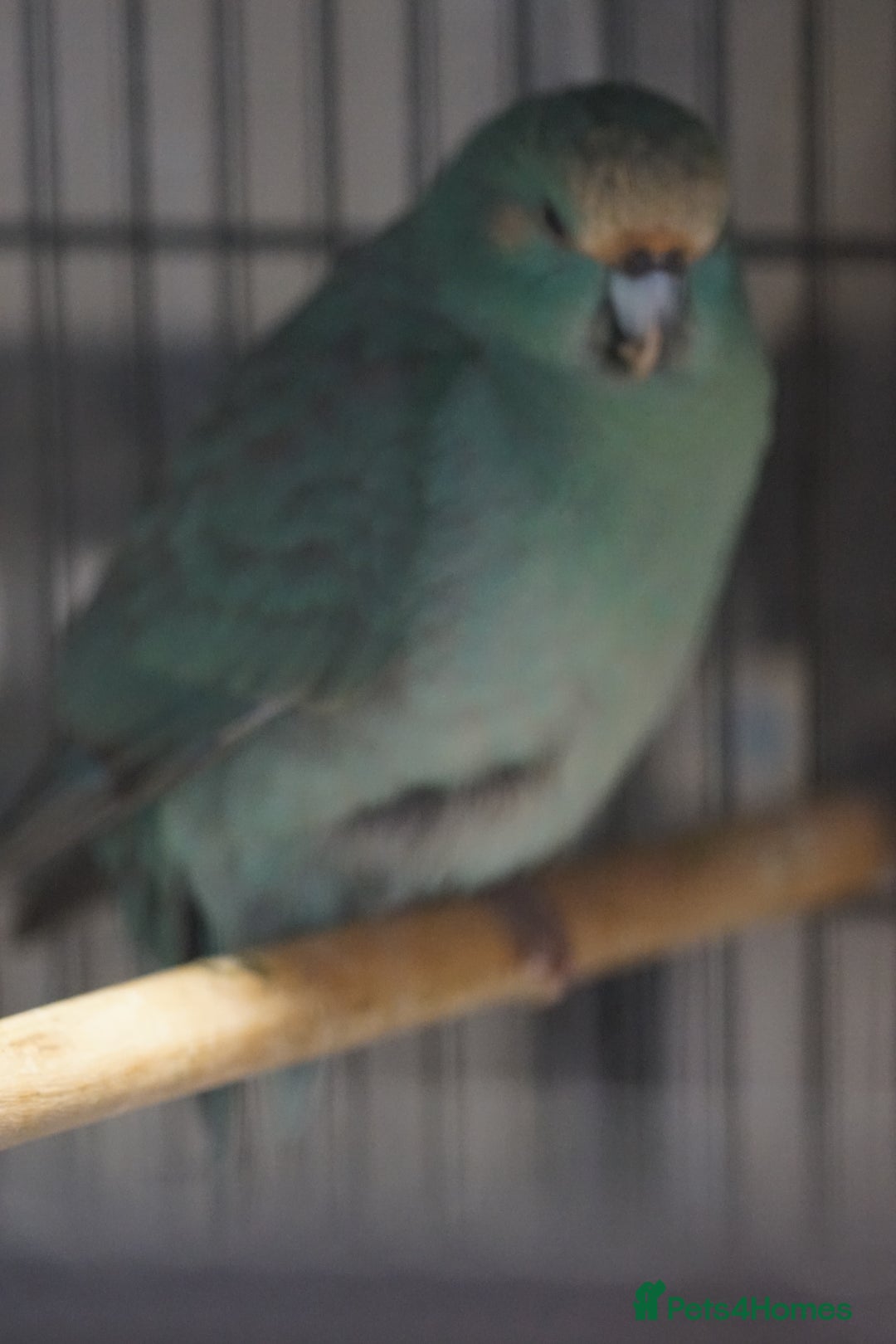 Parakeets birds for sale: Kakarikis  - Image 2