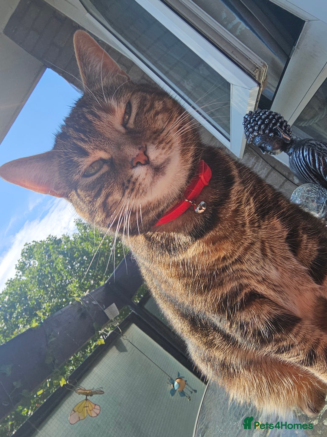 Mixed Breed cats for sale: Beautiful Kitty ♥️ - Image 1