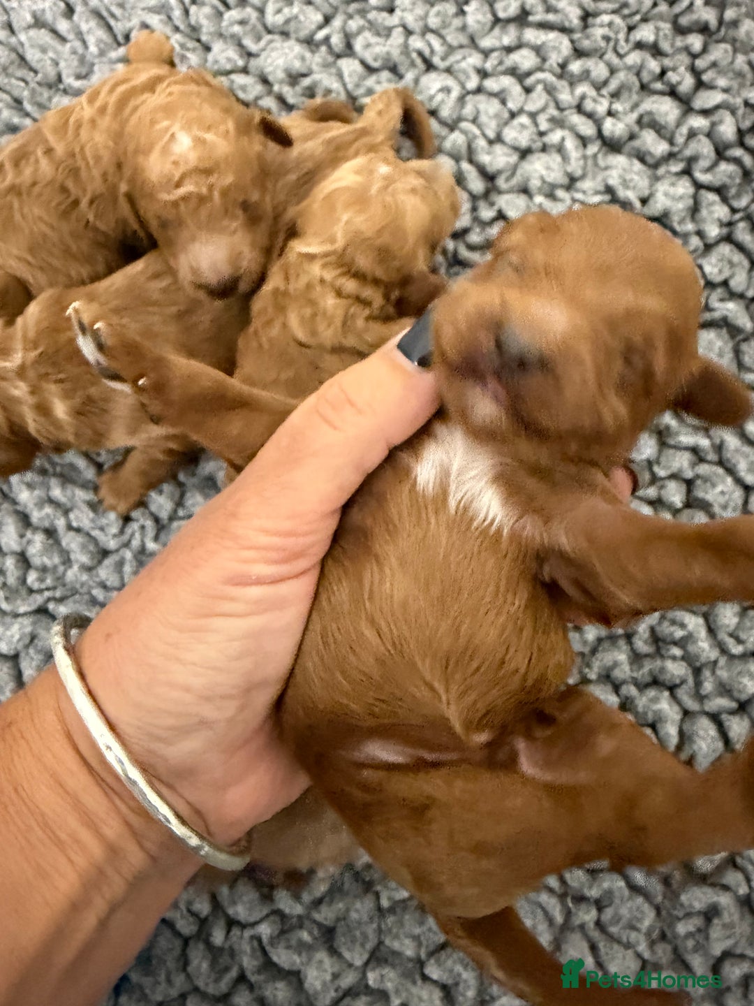 Mini Goldendoodle dogs for sale: Stunning Goldendoodle Puppies  - Image 3