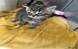 Ragdoll cats for sale: Half ragdoll kittens  - Image 4