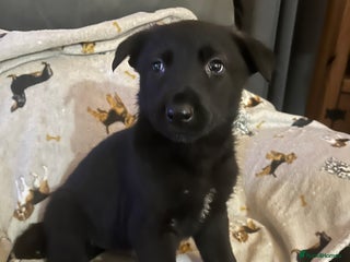 German Shepherd dogs German Shepherd puppies - Advert 13