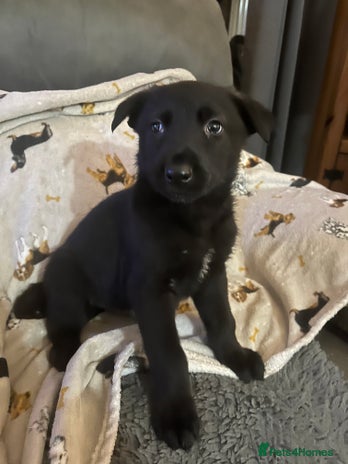 German Shepherd dogs German Shepherd puppies - Advert 14