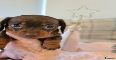 Miniature Dachshund dogs Kc pedigree miniature smooth coat daschunds - Advert 2