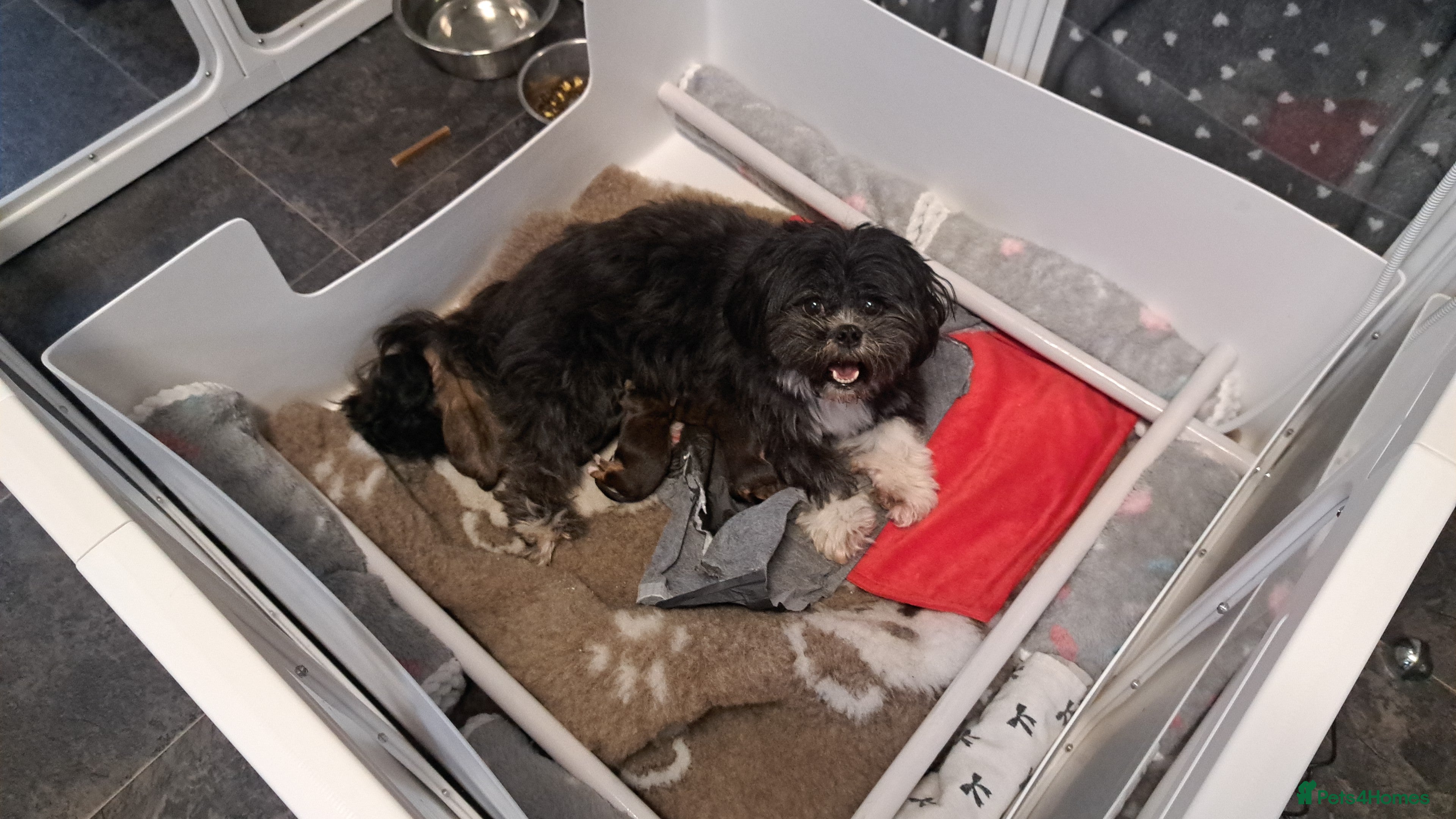 Lhasa Apso dogs Gorgeous Lhasa apso pups 🐶 😍  - Advert 14