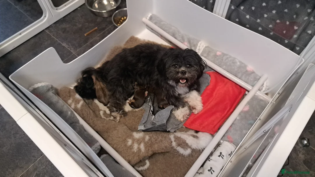 Lhasa Apso dogs for sale: Gorgeous Lhasa apso pups 🐶 😍  in Wakefield - Advert 1