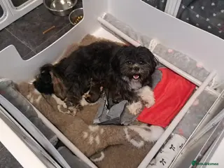 Lhasa Apso dogs Gorgeous Lhasa apso pups 🐶 😍 - Advert 1