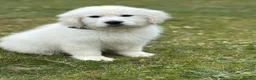 Golden Retriever dogs for sale: Stunning show type white boy fully vaccinated  - Advert 5