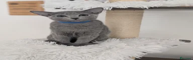 Russian Blue 2