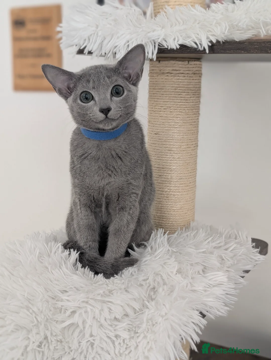 Russian Blue cats for sale: Full Pedigree American Line Russian Blue  - Advert 11
