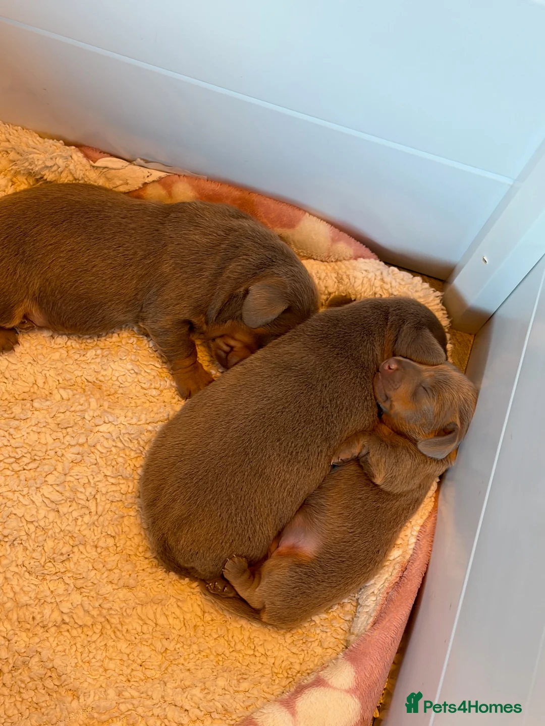 Miniature Dachshund dogs for sale: Smooth Haired Mini Dachshund Pups in Loughborough - Advert 7