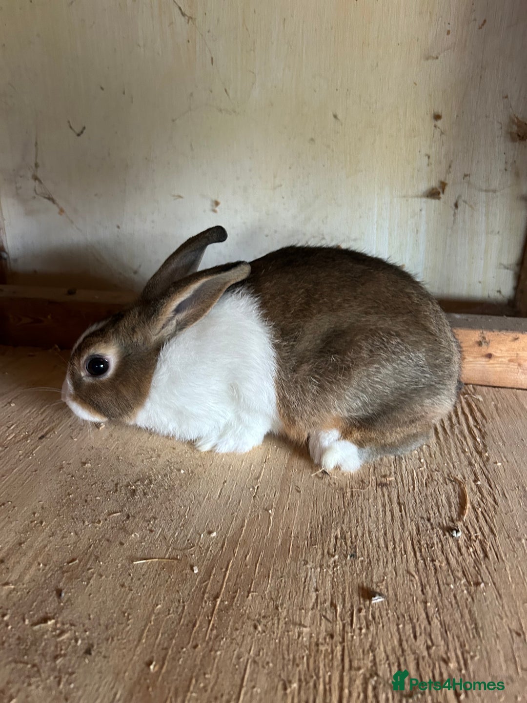 Dutch rabbits for sale: Dutch Brown Grey rabbit baby girls - Image 4