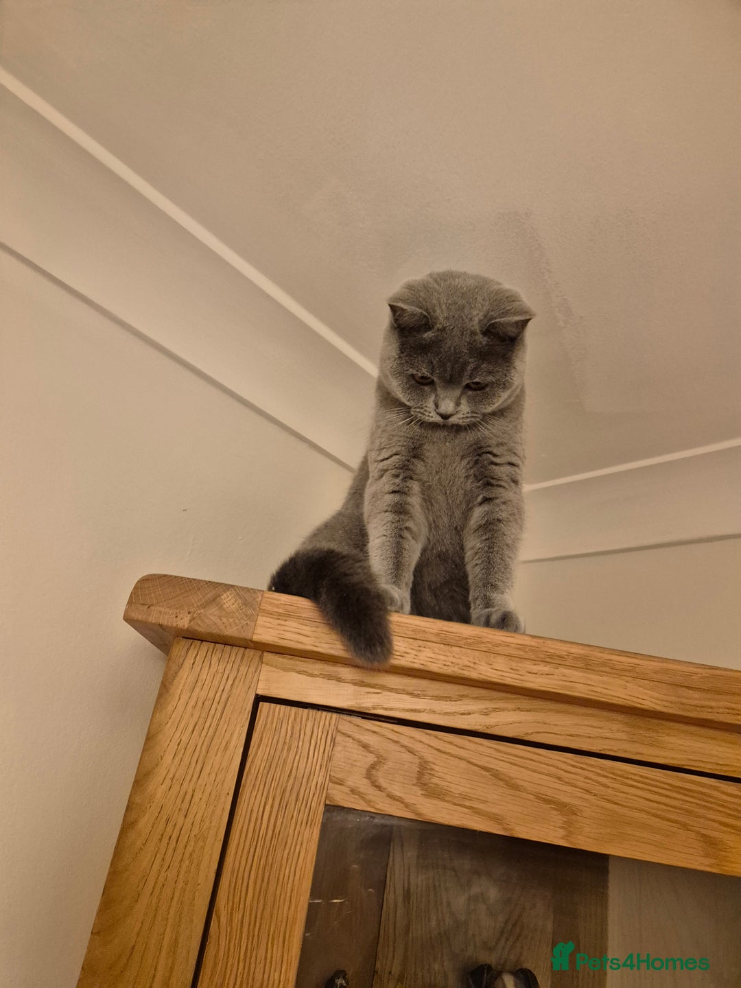 British Shorthair cats for sale: Beautiful British Shorthaired - Advert 5
