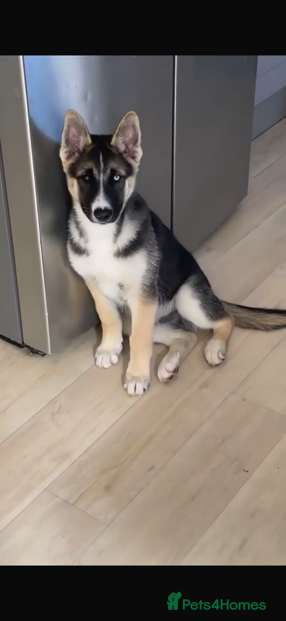 Shepsky dogs 15 week old pup  - Advert 1