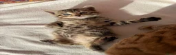 Bengal cats for sale: Kittens in Taunton - Advert 8
