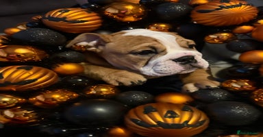 English Bulldog dogs - Advert 5