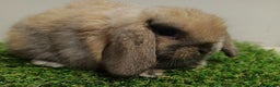 Mini Lop rabbits for sale: Vaccinated wellhandled Mini Lop-please read advert - Advert 2