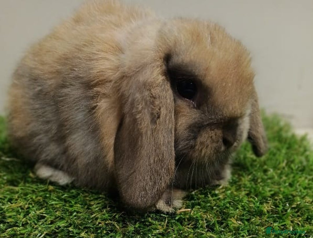 Mini Lop rabbits for sale: Vaccinated wellhandled Mini Lop-please read advert - Advert 2
