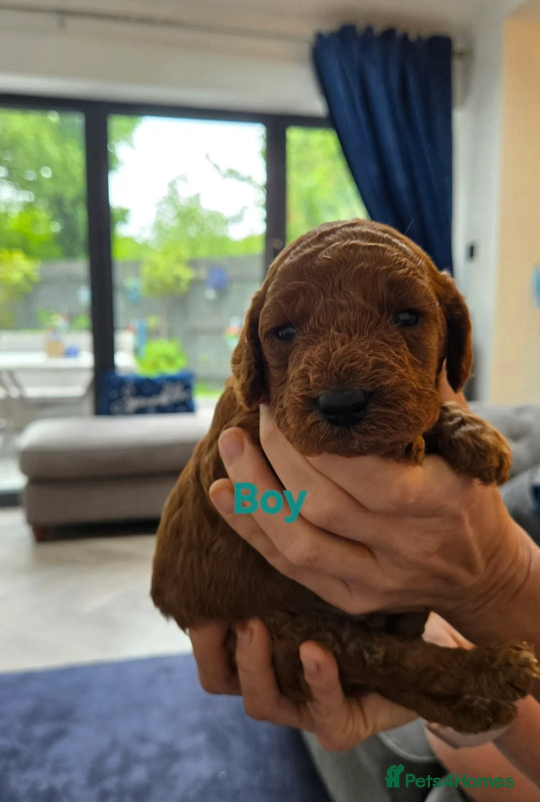 Cavapoo dogs for sale: F1B FOX RED CAVAPOO  in Ormskirk - Advert 6