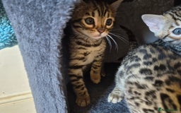 Bengal cats for sale: Stunning 5th generation bengal kitten - Image 3