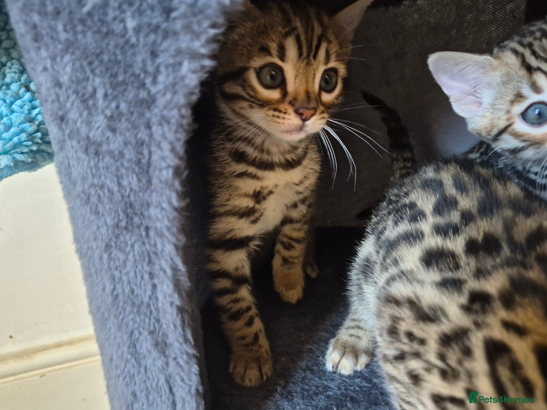 Bengal cats for sale: Stunning 5th generation bengal kitten - Image 3