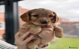Cocker Spaniel dogs for sale: Gorgeous working cocker spaniels  - Image 3