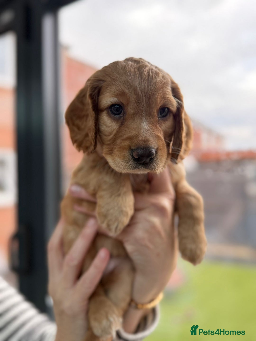 Cocker Spaniel dogs for sale: Gorgeous working cocker spaniels  - Image 3
