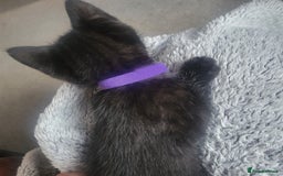 Domestic Shorthair cats for sale: Kittens - Image 9