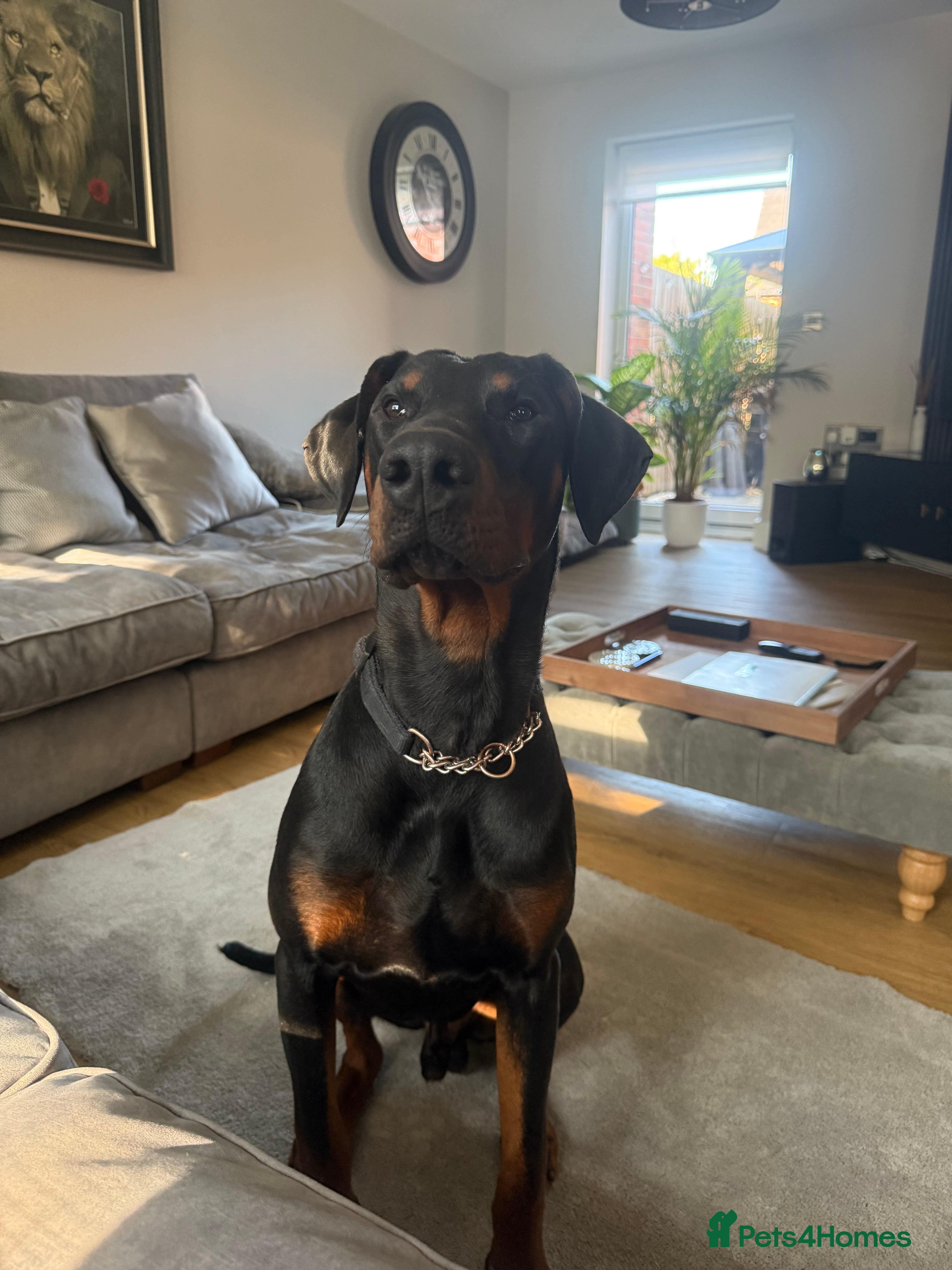 Dobermann dogs Duke Loving Male 9 Months Old  in Tamworth - Advert 1