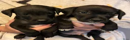 Patterjack dogs for sale: Patterdale x Jack Russell  - Advert 3