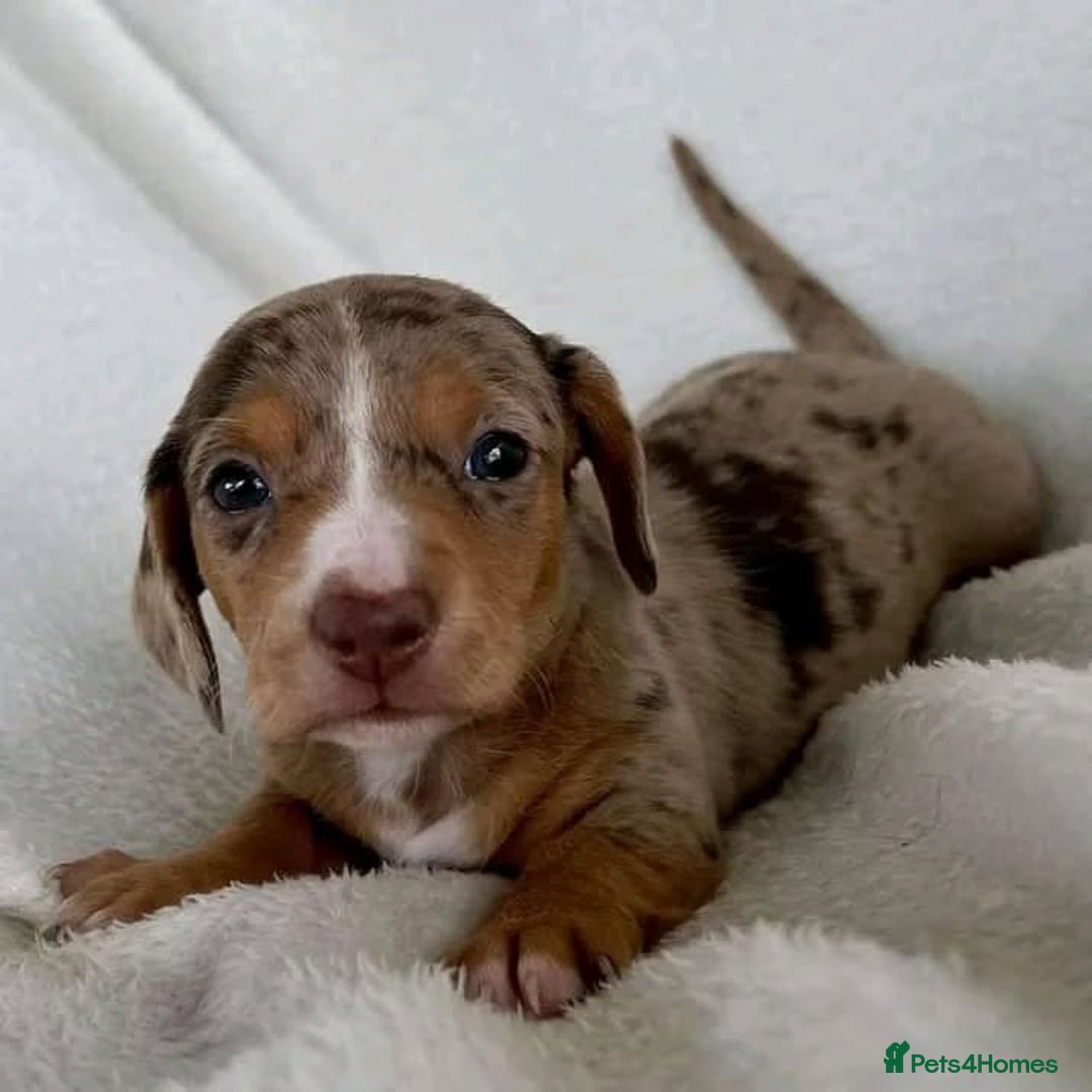 Miniature Dachshund dogs for sale: Beautiful daschund puppies for sale  - Image 2