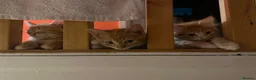 Mixed Breed cats for sale: Three beautiful ginger kittens  - Advert 11