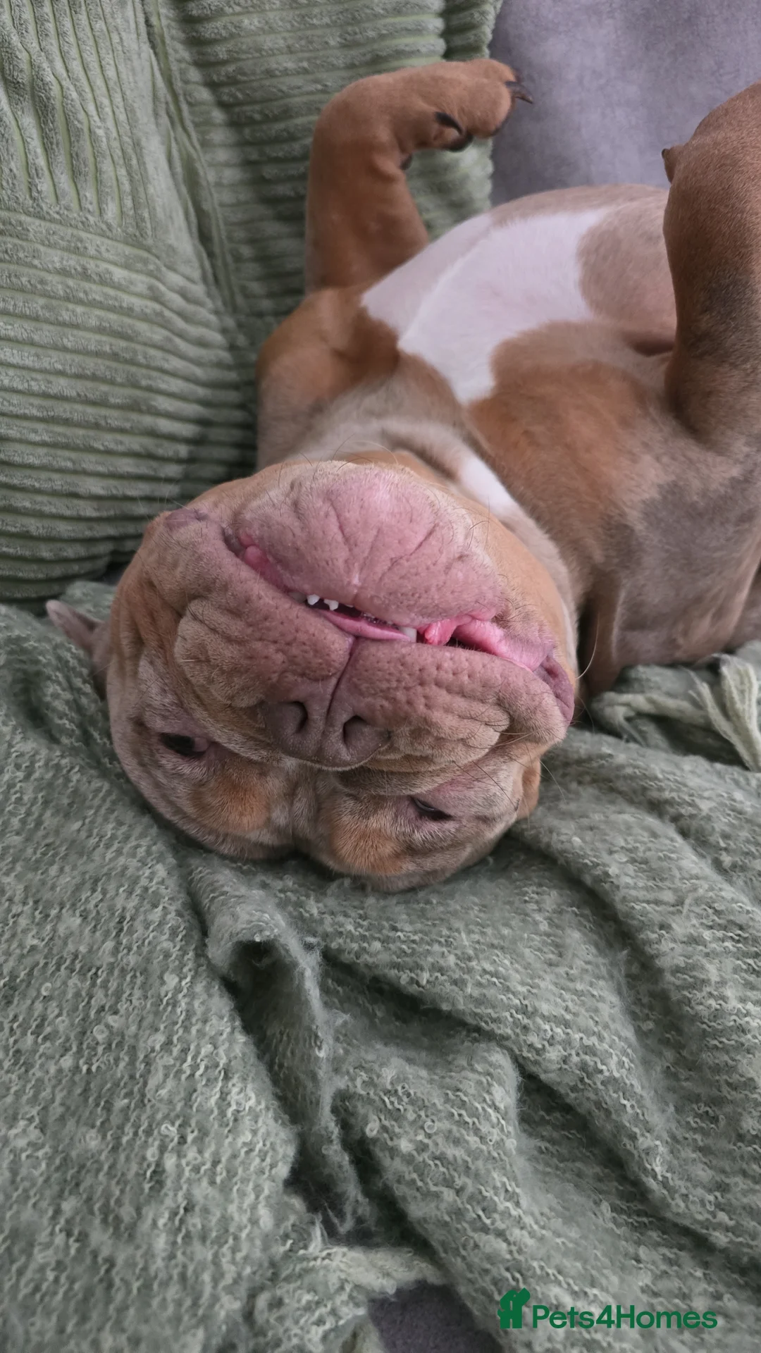 Olde English Bulldogge dogs for sale: Olde english bulldog female in Romford - Advert 8
