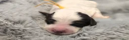 Sproodle dogs for sale: Springer Spaniel Miniature Poodle Sproodle Puppies - Advert 20